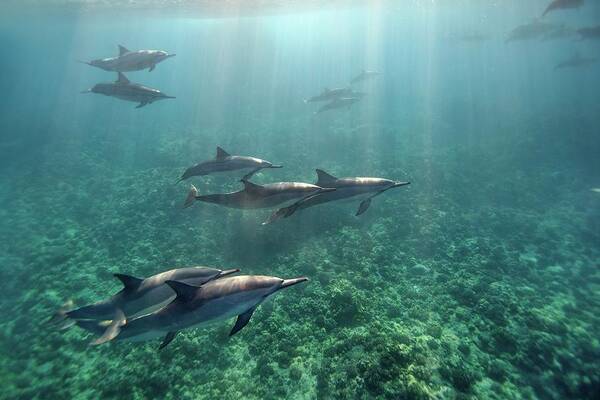 Underwater Poster featuring the photograph Spinner Dolphins by Ai Angel Gentel