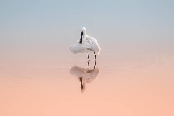 Spoonbill Poster featuring the photograph Spoonbill In The Sunrise Light by Natalia Rublina