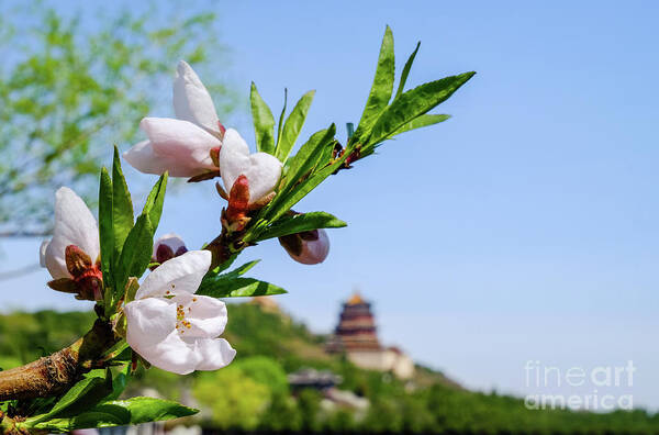 Spring Poster featuring the photograph Spring at the Summer Palace by Iryna Liveoak