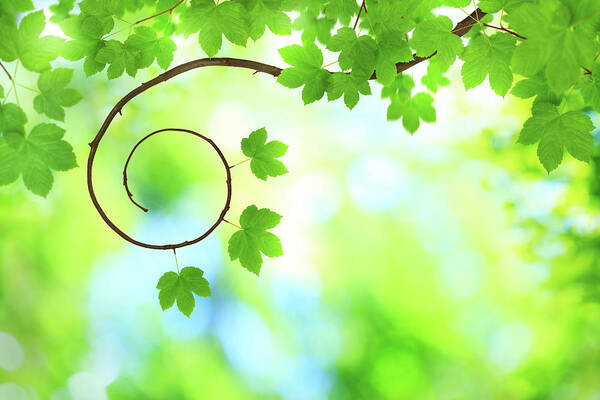 Curve Poster featuring the photograph Spring Background by Borchee