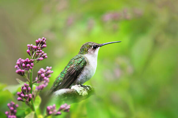 Hummingbird Poster featuring the photograph Spring Beauty Ruby Throat Hummingbird by Christina Rollo
