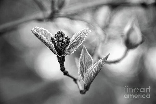 Black And White Poster featuring the photograph Spring In The Branches Black And White by Sharon McConnell