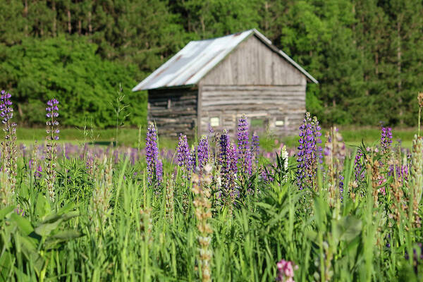 Lupine Poster featuring the photograph Spring Lupine Barn 26 by Brook Burling