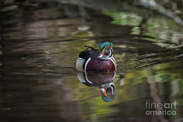 Wood Duck Poster featuring the photograph Spring Splendor by Craig Leaper