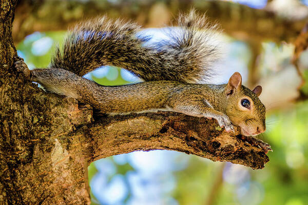 Grey Squirrel Poster featuring the photograph Squirrel All Stretched Out by Jordan Hill