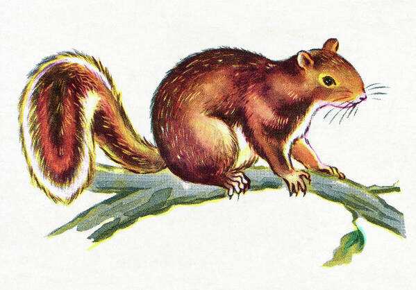 Animal Poster featuring the drawing Squirrel on Branch by CSA Images