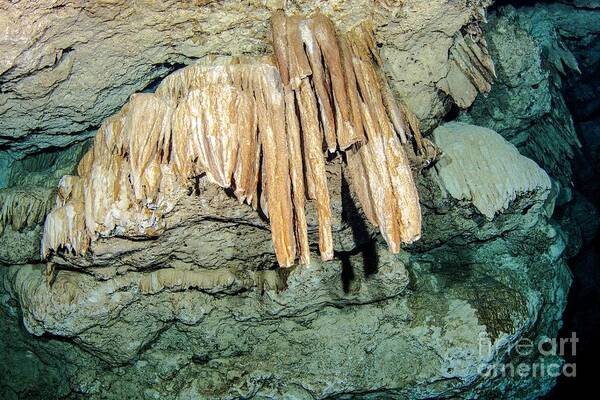 Mexico Poster featuring the photograph Stalactites In A Cenote by Michael Szoenyi/science Photo Library
