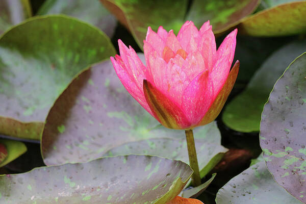 Water Lily Poster featuring the photograph Standing Firm by Mary Anne Delgado