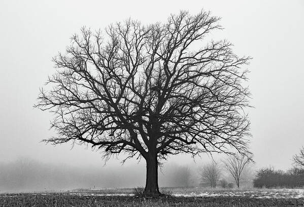 Bare Tree Poster featuring the photograph Standing Out in the Fog B W by David T Wilkinson