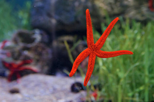 Underwater Poster featuring the photograph Starfish by Albano Photography