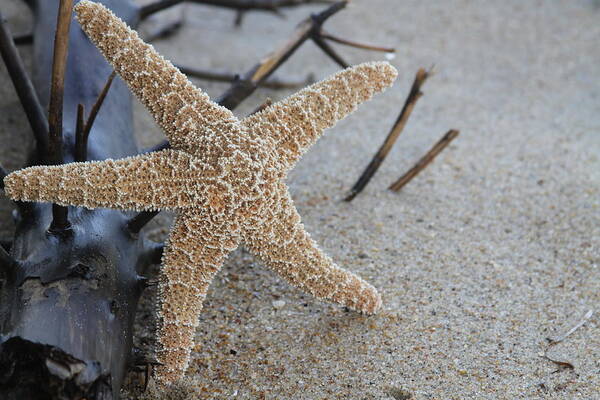 Starfish Poster featuring the photograph Starfish And Driftwood by Cathy Lindsey