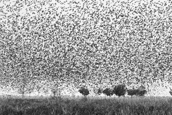 Starlings Poster featuring the photograph Starlings Attack by Joan Gil Raga