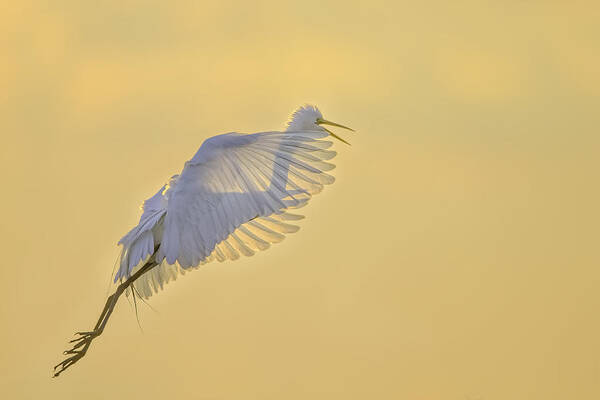 Egret Poster featuring the photograph Starting A New Day by Jun Zuo