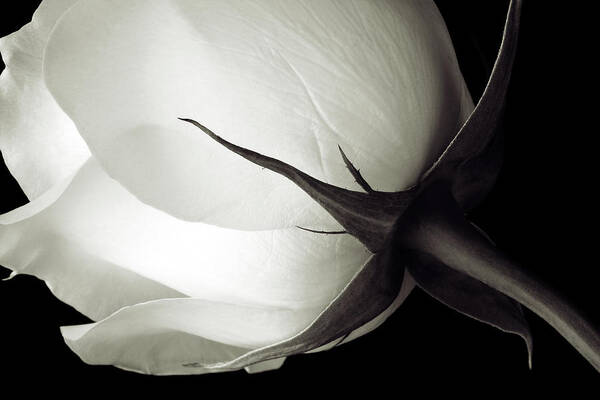 Michigan Poster featuring the photograph Stem And Petals Of A White Rose by Kim Kozlowski Photography, Llc