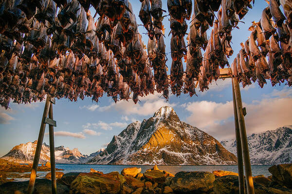 Reine Poster featuring the photograph Stockfish In Lofoten by Adrian Popan