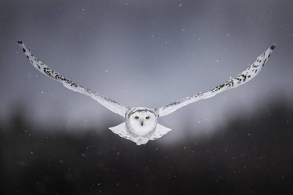 Owl Poster featuring the photograph Straight To Me by Alberto Ghizzi Panizza