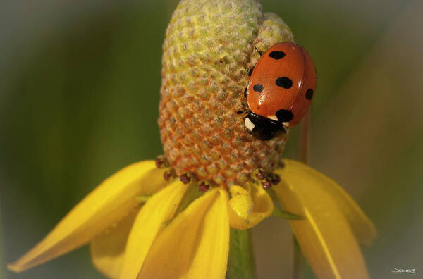 Lady Bug Poster featuring the photograph Summer 2012 #519 by Gordon Semmens