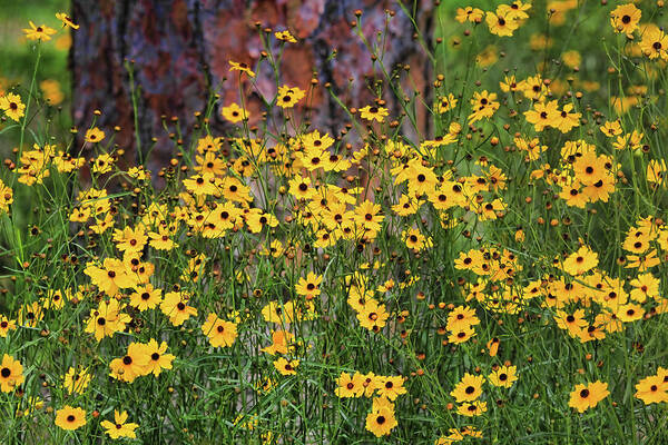 Coreopsis Floridana Poster featuring the photograph Summer Gold by HH Photography of Florida