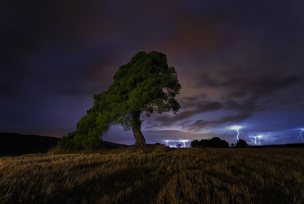 Tree Poster featuring the photograph Summer Storm by Paco Herrero