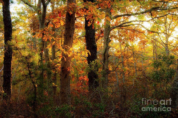 Art Poster featuring the photograph Sun Kissed by Sharon Mayhak