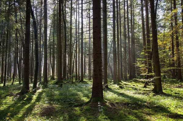 Tranquility Poster featuring the photograph Sun Shining Through Bare Trees In Forest by Henglein And Steets