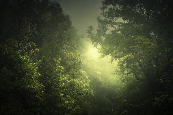 Rainforest Poster featuring the photograph Sunburst by Roland Weber