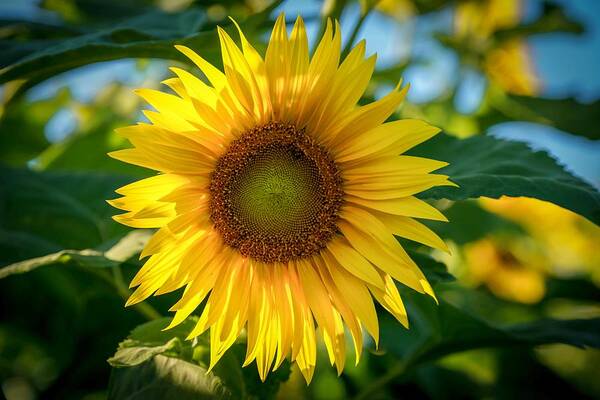 Flower Poster featuring the photograph Sunflower by Susan Rydberg