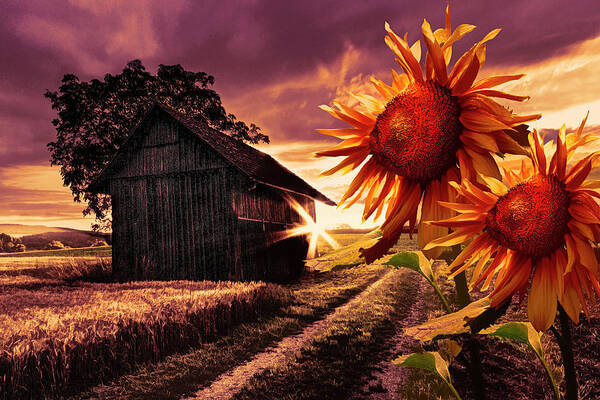 American Poster featuring the photograph Sunflower Watch Golden Evening by Debra and Dave Vanderlaan