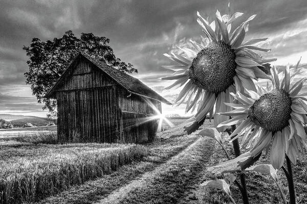American Poster featuring the photograph Sunflower Watch in Black and White by Debra and Dave Vanderlaan