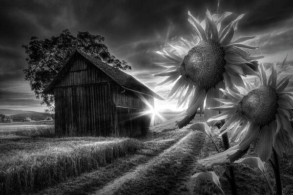 Appalachia Poster featuring the photograph Sunflower Watch in Radiant Black and White by Debra and Dave Vanderlaan