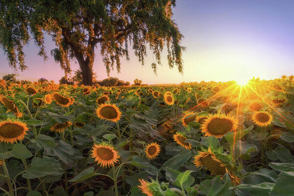 Landscape Poster featuring the photograph Sunflowers and a Burst by Laura Macky