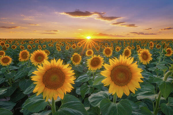 Sunflowers Poster featuring the photograph Sunflowers at Sunset by Darren White