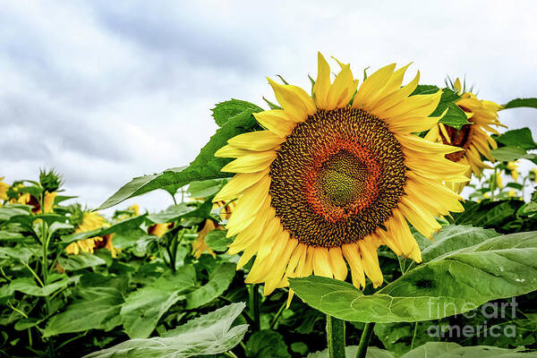 Sunflowers Poster featuring the photograph Sunflowers field by Iryna Liveoak