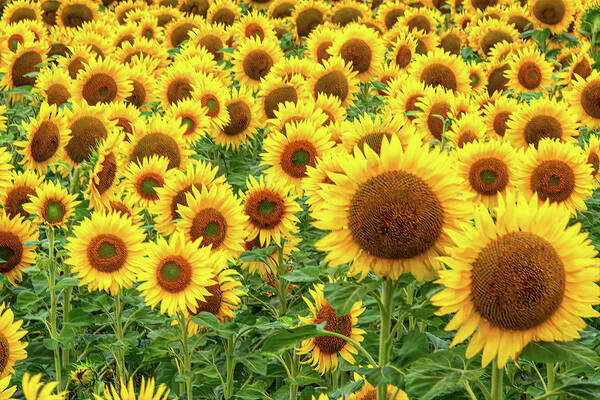 Flower Poster featuring the photograph Sunflowers of Summerside Three by Douglas Wielfaert