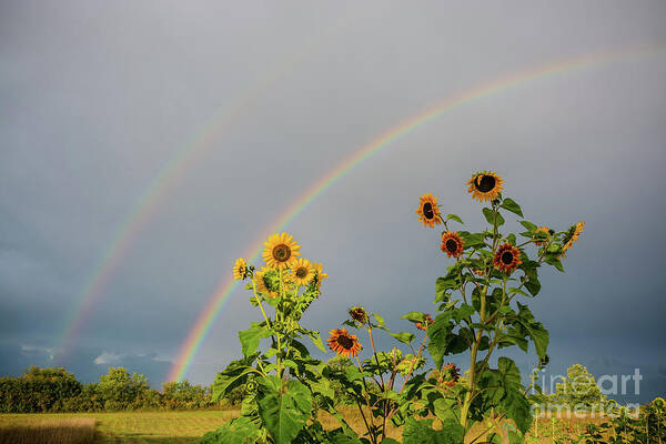 Cheryl Baxter Photography Poster featuring the photograph Sunflowers Under the Rainbow by Cheryl Baxter