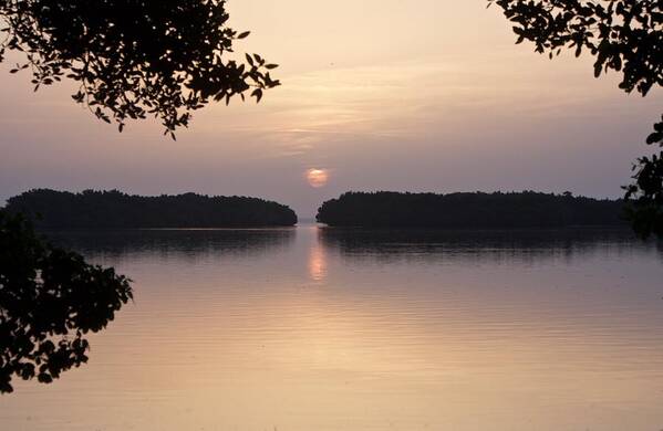 Sunrise Poster featuring the photograph Sunrise Above the Mangroves by L Bosco