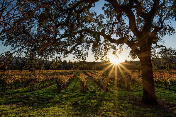 Vineyards Poster featuring the photograph Sunset in the Vineyard by Shelby Erickson