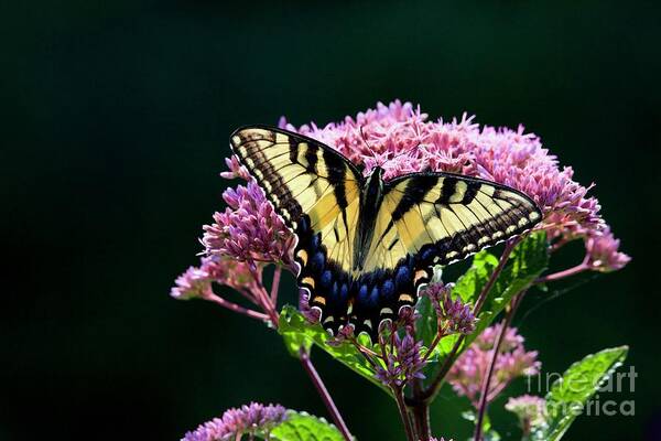 Eastern Tiger Swallowtail Poster featuring the photograph Swallowtail Butterfly by Lara Morrison
