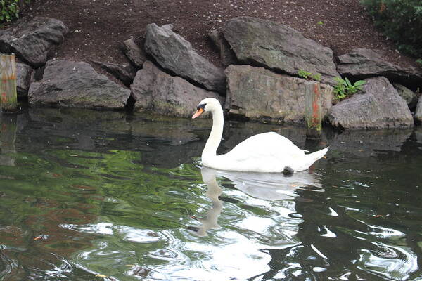 Swan Poster featuring the photograph Swan in Boston Public Garden by Laura Smith