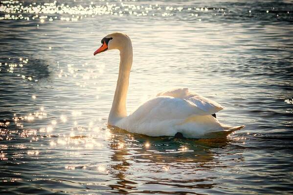 Cute Poster featuring the photograph Swan on golden waters by Top Wallpapers