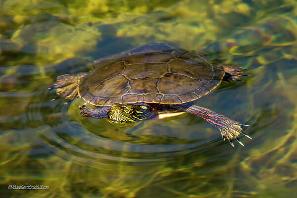 Shell Poster featuring the photograph Swimming Painted Turtle by LeeAnn McLaneGoetz McLaneGoetzStudioLLCcom