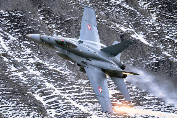 Hornet Poster featuring the photograph Swiss Hornet by Piotr Wrobel