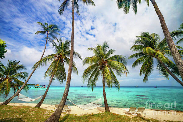 Coconut Poster featuring the photograph Tahitian Tropical Paradise by Diane Macdonald