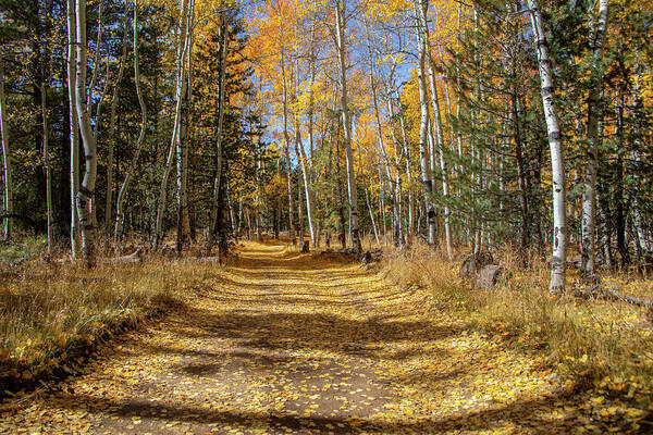 Arizona Poster featuring the photograph Take Me Home Country Road 3 by TL Wilson Photography by Teresa Wilson