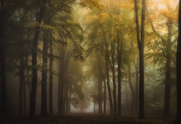 #trees#nature#autumn#fog#colours#landscape#leaves Poster featuring the photograph Tall Trees by Hilda Van Der Lee