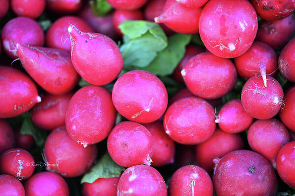 Radishes Poster featuring the photograph Tangy Red Root by Kae Cheatham