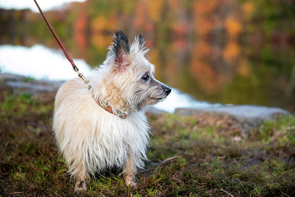 Tasha Dog Poster featuring the photograph Tasha 5 by Brian Hale