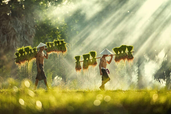 Agricultural Poster featuring the photograph Thailand Farmers Rice Planting And Grow Rice In The Rainy Season by Chanwit Whanset