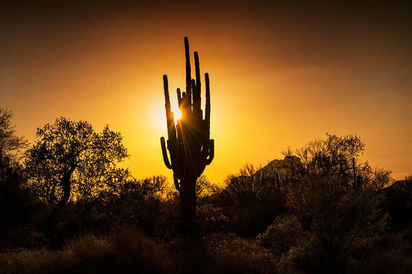 Saguaro Sunset Poster featuring the photograph That Golden Sunset Glow by Saija Lehtonen