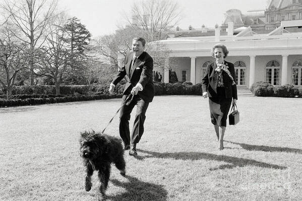 Pets Poster featuring the photograph Thatcher And Reagan Walking Dog by Bettmann